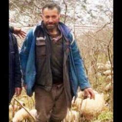 Koyun otlatırken &ccedil;ığ altında kalan &ccedil;obanın feci &ouml;l&uuml;m&uuml;
