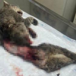 Muğla'da kan donduran hadise: Derisi y&uuml;z&uuml;lm&uuml;ş, kuyruğu kesilmiş halde &ouml;l&uuml; bulundu!