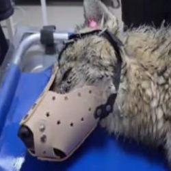 Yaralı kurt tedavi altına alındı