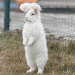 Nesli t&uuml;kenmişti: G&ouml;ren g&ouml;zlerine inanamıyor! Koyun değil tavşan