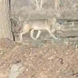 Nevşehir'de kurtlar yerleşim merkezine indi