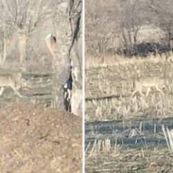 A&ccedil; kalan kurtlar yerleşim merkezine indi