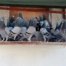 Adana'da ilgin&ccedil; olay: Kayıp g&uuml;vercini bulana 75 bin lira &ouml;d&uuml;l