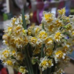 '&Ccedil;i&ccedil;eklerin annesi' nergis b&uuml;y&uuml;k ilgi g&ouml;r&uuml;yor