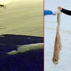 Kurtlarla d&ouml;v&uuml;şen k&ouml;pekten geriye postu kaldı