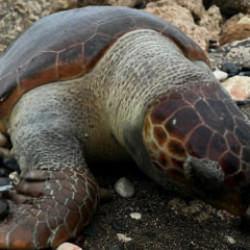 Nesilleri tehlike altında! Mersin'de 15 g&uuml;nde 7 caretta caretta &ouml;l&uuml; bulundu