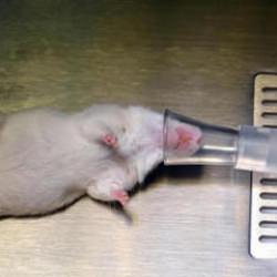 Pankreas kanserinde umut ışığı: Farelerdeki t&uuml;m&ouml;rler tamamen temizlendi