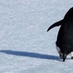 Penguen s&uuml;r&uuml;den ayrıldı, herkes s&uuml;r&uuml;ye koştu