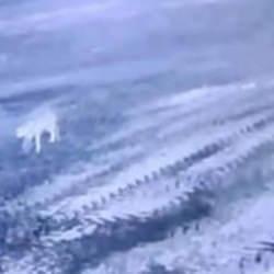 Sisli havada k&ouml;ye inen kurt, ağıldaki 200 koyunu &ouml;ld&uuml;rd&uuml;