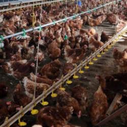 Tavuk eti ve yumurtada salgına karşı &ouml;nlem! k&uuml;meslere sıkı biyog&uuml;venlik şartları getirildi