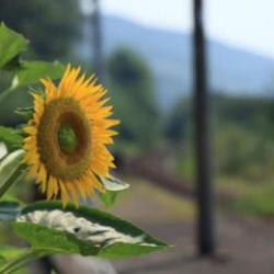 Yerli ay&ccedil;i&ccedil;eği tohumunda devlet desteği dışa bağımlılığı b&uuml;y&uuml;k &ouml;l&ccedil;&uuml;de sonlandırdı