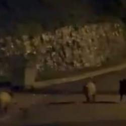 Zonguldak&rsquo;ta a&ccedil; kalan domuzlar şehre indi