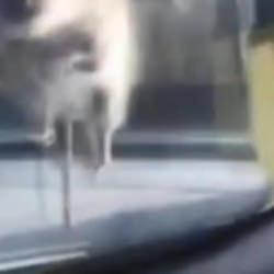 Başakşehir'de yolda ilerleyen araca fare atladı; s&uuml;r&uuml;c&uuml; polis &ccedil;evirmesine girince ka&ccedil;tı