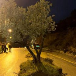 Bir gecede yolun ortasında belirdi! Aydın'da zeytin ağacı yolu ikiye b&ouml;ld&uuml;