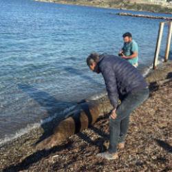 Bodrum sahilinde s&uuml;rpriz misafir: Akdeniz foku kıyıya &ccedil;ıktı