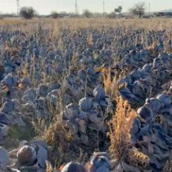 &Ccedil;ift&ccedil;i dert yandı: Tanesi 80 TL'lik &uuml;r&uuml;ne 5 TL fiyat bi&ccedil;tiler