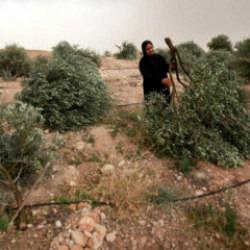 İsrail, Batı Şeria'da bir haftada 526 hayvanı &ccedil;aldı, 824 ağacı s&ouml;kt&uuml;