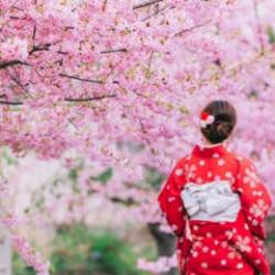 Japonya'nın simgesi olan festival aşırı turizm nedeniyle iptal edildi