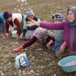 &lsquo;Beyaz altın' sezonu başladı: 4 binden fazla ailenin gelir kapısı