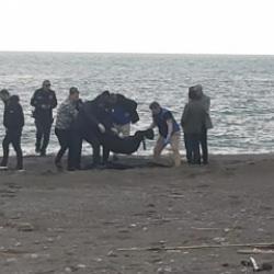 Sahilde kan donduran g&ouml;r&uuml;nt&uuml;! Par&ccedil;alanmış halde bulundu