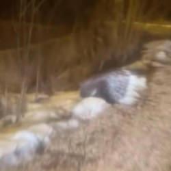 Gen&ccedil;ler hayrete d&uuml;şt&uuml;! Hint oklu kirpi Sivas'ta g&ouml;r&uuml;ld&uuml;