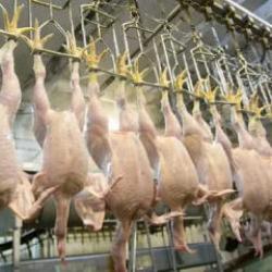 SON DAKİKA: Tavuk ihracatı durduruldu!