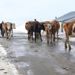 Devlet desteği bir ailenin hayatını değiştirdi: 'Yılda 8 milyon lira kazanıyoruz'