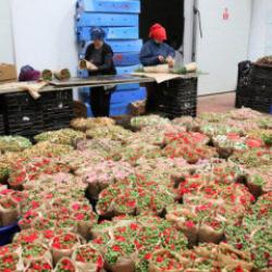 T&uuml;rk &ccedil;i&ccedil;eğinde ihracat rekoru: Bu rakama ilk kez ulaşıldı