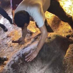 Ameliyathane değil ahır! İneğe ekmek bı&ccedil;ağıyla sezaryen yaptılar