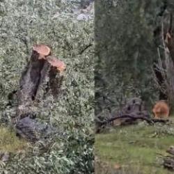Bakan Yumaklı'dan CHP'nin zeytin ağacı katliamına tepki!