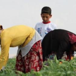 &Ccedil;ukurova'da 2026 tarım iş&ccedil;isi &uuml;cretleri belli oldu