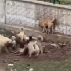 Diyarbakır'da kameraya yansıdı: K&ouml;pekler, başka bir k&ouml;peğe saldırdı