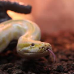 D&uuml;nyanın en b&uuml;y&uuml;kleri arasında! Konya'da korumaya alındı