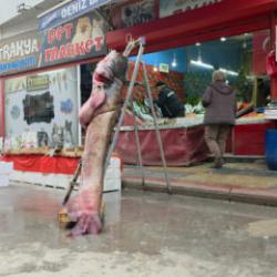 Edirne'de taşkın dev balığı kıyıya attı: Tam 102 kilogram! Fiyatı cep yaktı 