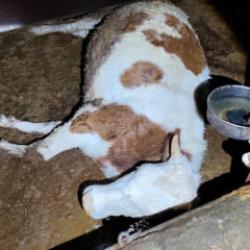 Elektrik ka&ccedil;ağı 8 b&uuml;y&uuml;kbaş hayvanı telef etti