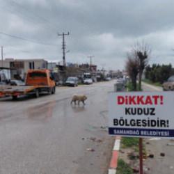 Hatay'da 4 mahalle kuduz nedeniyle karantinaya alındı