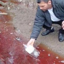 İstanbul&rsquo;un i&ccedil;me suyunda korkutan manzara: Kırmızı renkte ve k&ouml;p&uuml;kl&uuml;!