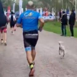 İzmir'de yolunu kaybeden bir kuzu kendini koşu yarışında buldu