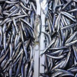 Karadeniz'de sezon sonu bereketi