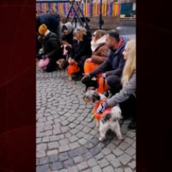 Milyonluk cins k&ouml;pekleriyle şov yaptılar sokak k&ouml;peğini aralarına almayıp uzaklaştırdılar