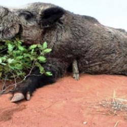 Samsun&rsquo;da avlanma pulundan elde edilen gelir dudak u&ccedil;uklattı 