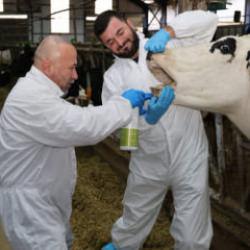 Şap hastalığına karşı T&uuml;rk akademisyenlerden bitkisel &ccedil;&ouml;z&uuml;m