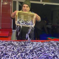 Tezgahlarda hamsi bolluğu: Kilosu 250 TL
