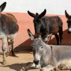 T&Uuml;İK'ten ilgin&ccedil; araştırma: Son 20 yılda at, eşek ve katırda b&uuml;y&uuml;k d&uuml;ş&uuml;ş