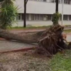 Adana'da fırtına ağa&ccedil;ları yerinden s&ouml;kt&uuml;
