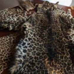 &Ccedil;ukurova'da yasa dışı yaban hayvanı &uuml;r&uuml;nleri ele ge&ccedil;irildi