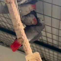 İstanbul Havalimanı'nda 2 yolcunun bagajından 20 Afrika papağını &ccedil;ıktı