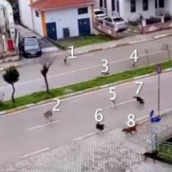 Okul yolunda k&ouml;pek ter&ouml;r&uuml;! Aileler "Saldırırlarsa sorumlusu kim olacak?" diye  sordu