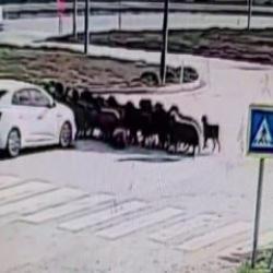Otomobilin koyun s&uuml;r&uuml;s&uuml;n&uuml;n arasına daldığı anlar kamerada
