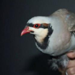 Şırnak'ta yasa dışı yollarla yurda sokulan 38 keklik doğaya salındı